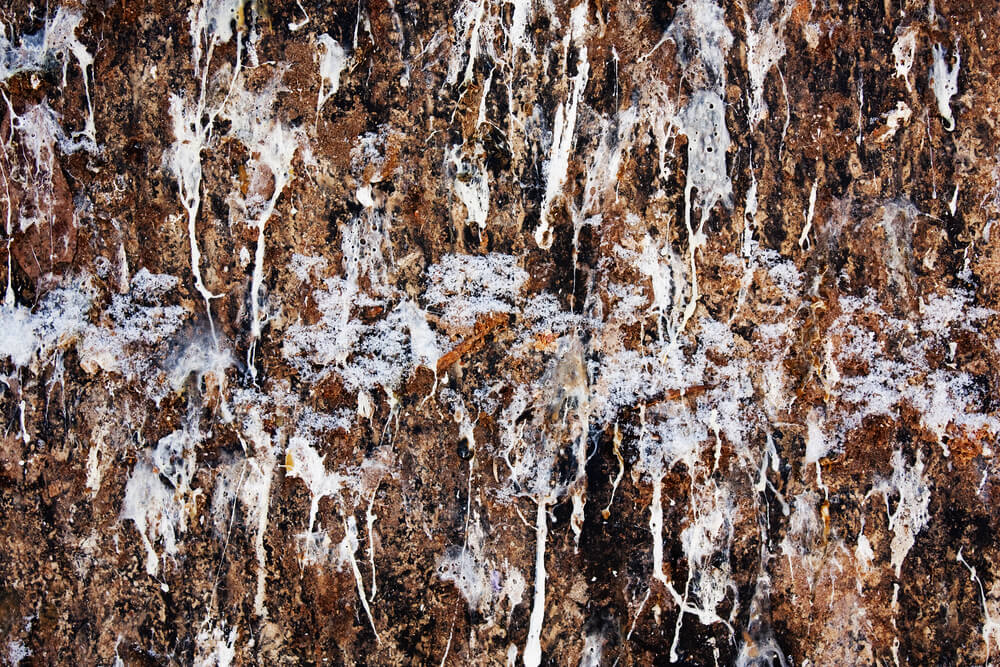 How To Clean Bird Poop Off Wood Siding Big Easy Siding